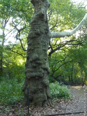 cet arbre m'a parlé, oui oui... il m'a dit ...prend moi en photo...lol