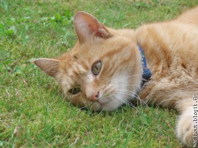 Tigrou le chat d'une amie