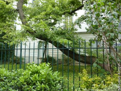 Le Chateau des brouillards avec son arbre horizontal....